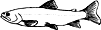 icsalmon.gif (2086 bytes)
