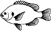 ipumpkinseed.gif (2755 bytes)
