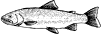 irtrout.gif (2881 bytes)