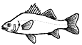 iwhiteperch.gif (3405 bytes)
