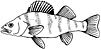 iyperch.gif (3322 bytes)